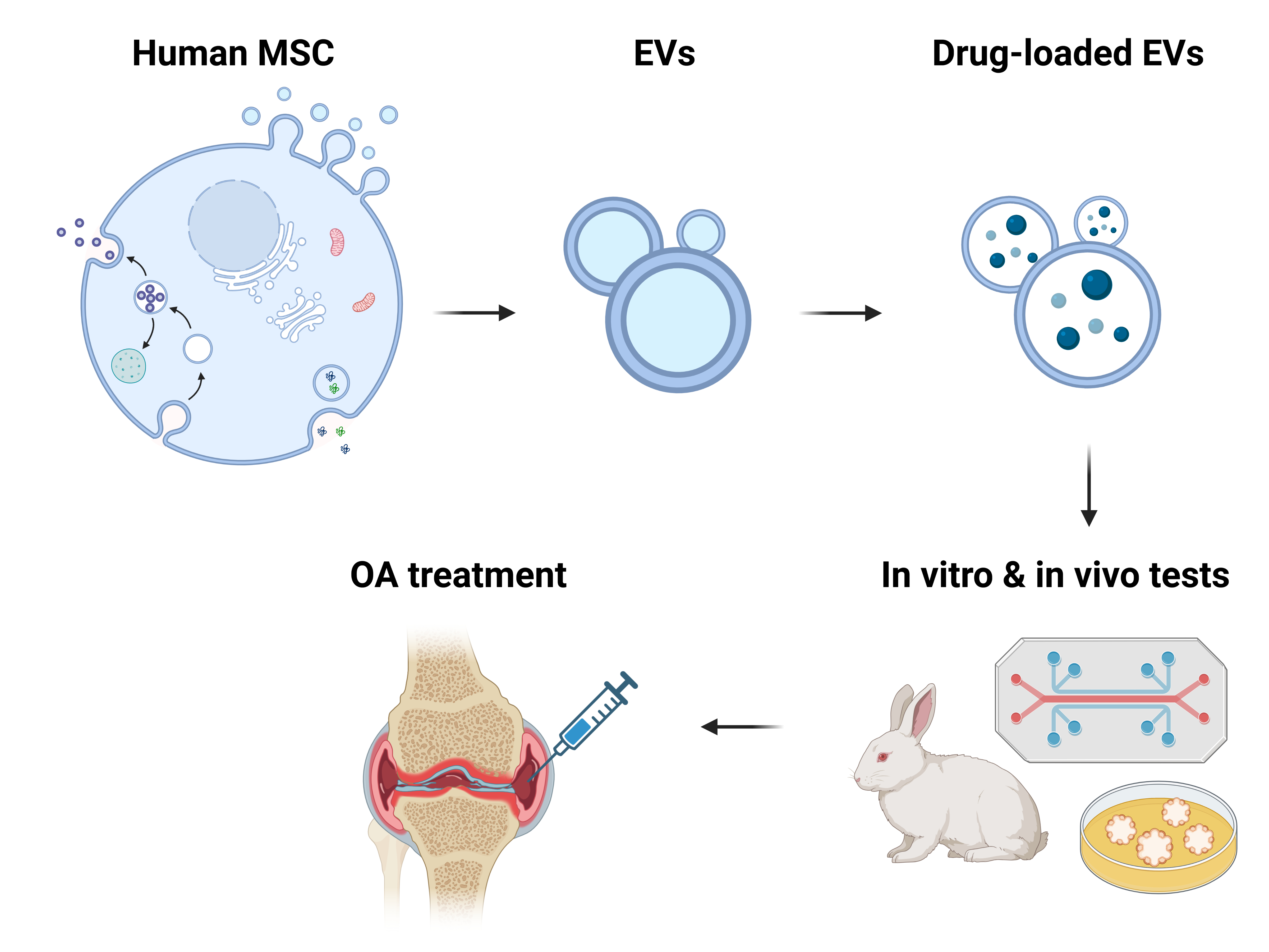 MSC-derived Extracellular Vesicles for Delivery of Osteoarthritis Drugs
